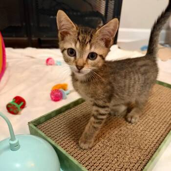 Zuse -  Tabby and Abyssinian Cat for Adoption in Coral Gables, Florida - Zuse | PetCurious