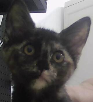 Domestic Short Hair Cats Available for Adoption in Dayton, Minnesota - Persephone | PetCurious