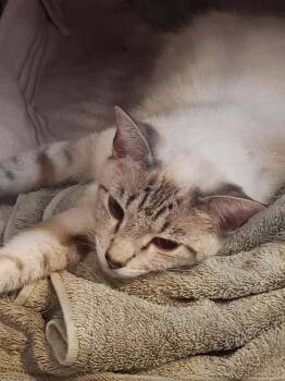Sandy 6 -  Siamese and American Shorthair Cat for Adoption in Austin, Texas - Sandy 6 | PetCurious