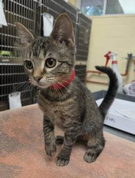 Raylee -  Domestic Short Hair Cat for Adoption in Westland, Michigan - Raylee | PetCurious