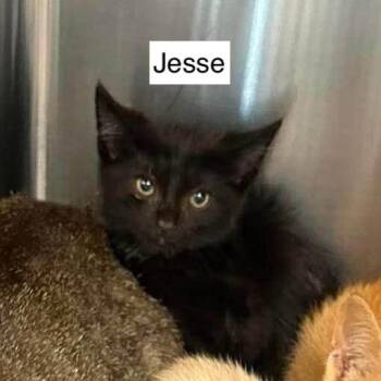 Jesse -  Domestic Short Hair Cat for Adoption in Madison, Wisconsin - Jesse | PetCurious
