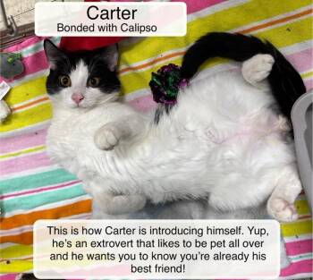 Carter and Calipso -  Domestic Short Hair Cat for Adoption in Ellicott City, Maryland - Carter And Calipso | PetCurious