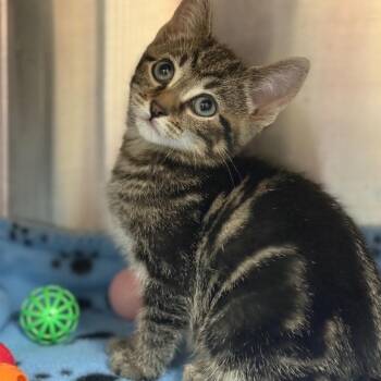 Pepsi -  Domestic Short Hair Cat for Adoption in Bedford, New Hampshire - Pepsi | PetCurious