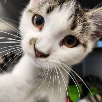 Meatloaf -  Domestic Short Hair Cat for Adoption in Liberty, Missouri - Meatloaf | PetCurious