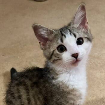 Rescue Domestic Short Hair Cats for Adoption in Dover, Delaware - Gumbo | PetCurious