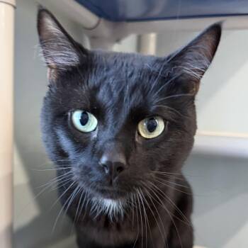 Domestic Short Hair Cats Available for Adoption in Sault Ste. Marie, Michigan - Sarge | PetCurious