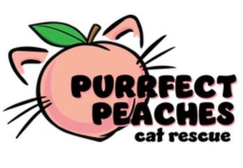 Domestic Medium Hair Cats Available for Adoption in Douglasville, Georgia - Garfield | PetCurious