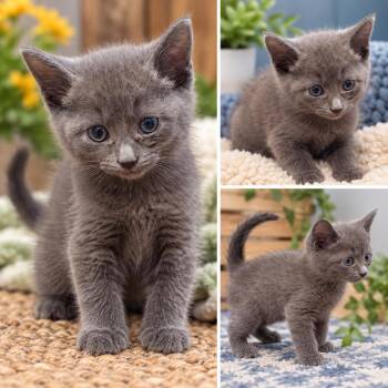 Ash -  Domestic Medium Hair Cat for Adoption in Uniontown, Pennsylvania - Ash | PetCurious