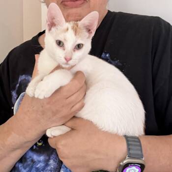 Cutie & Patches -  Domestic Short Hair Cat for Adoption in Liverpool, Texas - Cutie & Patches | PetCurious