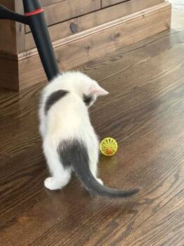 Domestic Short Hair Cats Available for Adoption - Milkshake | PetCurious