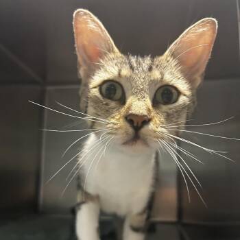 Pop-Tart -  Domestic Short Hair Cat for Adoption in Chattanooga, Tennessee - Pop-Tart | PetCurious