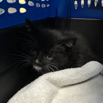 Domestic Short Hair Cats Available for Adoption in Roanoke, Virginia - Blooper | PetCurious