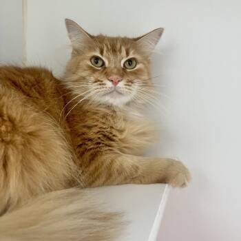 Domestic Long Hair Cats Available for Adoption - Chuck | PetCurious
