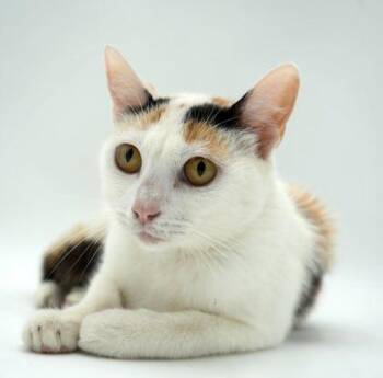 Mattie -  Domestic Short Hair Cat for Adoption in Bowling Green, Kentucky - Mattie | PetCurious