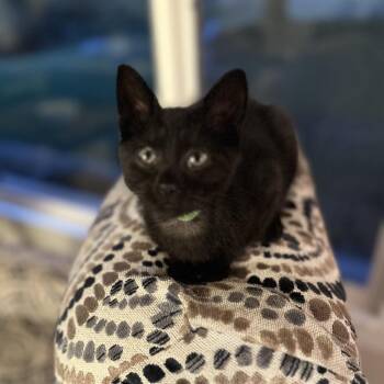 Kermit -  Domestic Short Hair Cat for Adoption in Walker, Michigan - Kermit | PetCurious