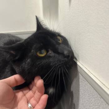 Julio -  Domestic Long Hair Cat for Adoption in Tampa, Florida - Julio | PetCurious