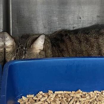 1331-C26 -  Domestic Short Hair Cat for Adoption in Port Charlotte, Florida - 1331-C26 | PetCurious