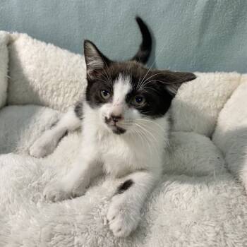 Rescue Domestic Short Hair Cats for Adoption in West Point, Mississippi - Kimberly | PetCurious