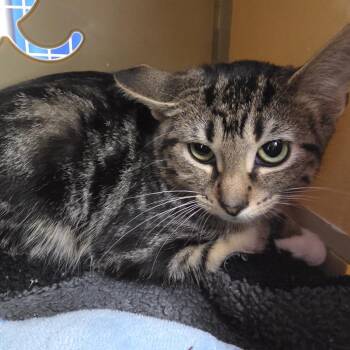 Madilyn -  Domestic Short Hair Cat for Adoption in Oshkosh, Wisconsin - Madilyn | PetCurious