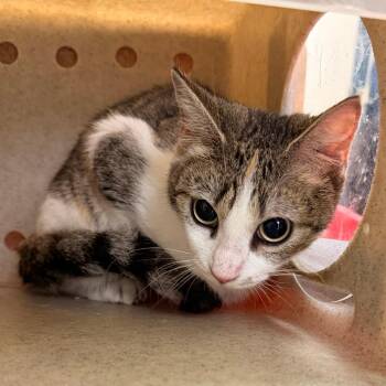 Moxiepop -  Domestic Short Hair Cat for Adoption in Philadelphia, Pennsylvania - Moxiepop | PetCurious