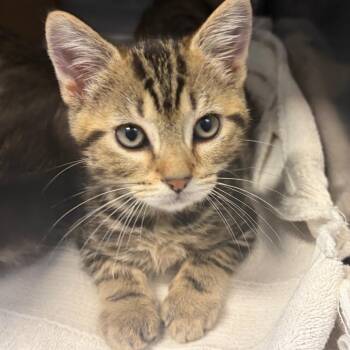 Domestic Short Hair Cats Available for Adoption in Nashville, Tennessee - Francis | PetCurious