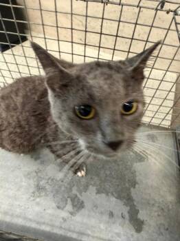 Budda -  Domestic Short Hair Cat for Adoption in Clarksville, Tennessee - Budda | PetCurious