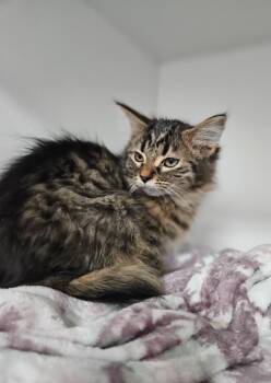 Cidia -  Domestic Long Hair Cat for Adoption in Huntington, Indiana - Cidia | PetCurious