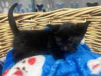 Domestic Short Hair Cats Available for Adoption in Rosenberg, Texas - STRATT | PetCurious