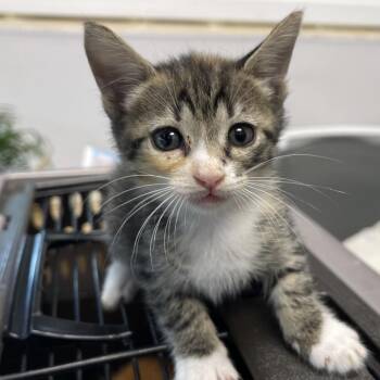 Hera -  Domestic Short Hair Cat for Adoption in Clearwater, Florida - Hera | PetCurious