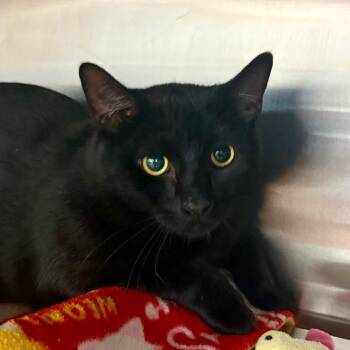 Hollow -  Domestic Short Hair Cat for Adoption in Buffalo, New York - Hollow | PetCurious
