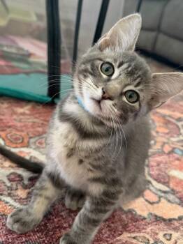 Colonel -  Domestic Short Hair Cat for Adoption in Logan, Utah - Colonel | PetCurious
