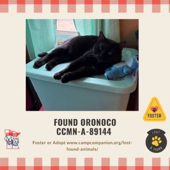 Rescue Domestic Short Hair Cats for Adoption in Rochester, Minnesota - Midnights | PetCurious