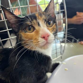 Rose -  Domestic Short Hair Cat for Adoption in Montgomery, Alabama - Rose | PetCurious