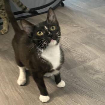 Vega -  Domestic Short Hair Cat Available for Adoption in South Miami, Florida - Vega | PetCurious