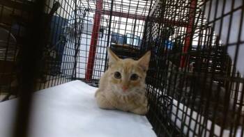ORANGE -  Domestic Short Hair Cat for Adoption in Doral, Florida - ORANGE | PetCurious