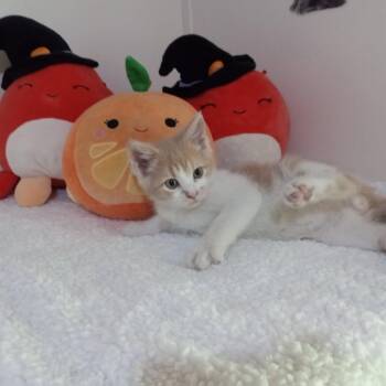 sherwood -  Domestic Short Hair Cat for Adoption in Kittanning, Pennsylvania - Sherwood | PetCurious