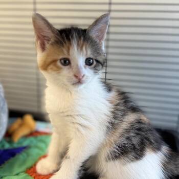Day -  Domestic Short Hair Cat for Adoption in Chesapeake, Virginia - Day | PetCurious