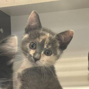 Rubbermaid -  Domestic Medium Hair Cat for Adoption in Park City, Utah - Rubbermaid | PetCurious