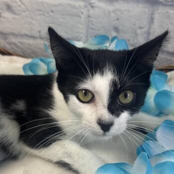 Chai -  Domestic Short Hair Cat for Adoption in Harrisonburg, Virginia - Chai | PetCurious