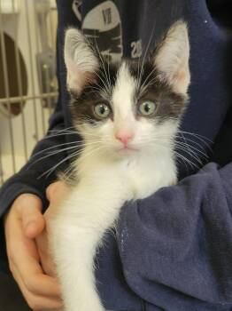 Rescue Domestic Short Hair Cats for Adoption in Eureka, California - Aladdin | PetCurious