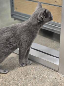 Domestic Short Hair Cats Available for Adoption in Lafayette, Colorado - Aspen | PetCurious