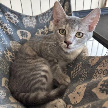 Heather -  Domestic Short Hair Cat for Adoption in League City, Texas - Heather | PetCurious