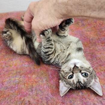Loretta -  Domestic Short Hair Cat for Adoption in New York, New York - Loretta | PetCurious