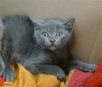 Domestic Short Hair Cats Available for Adoption in Oklahoma City, Oklahoma - A473422 | PetCurious