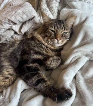 Tim Purry -  Domestic Medium Hair Cat for Adoption in Anchorage, Alaska - Tim Purry | PetCurious