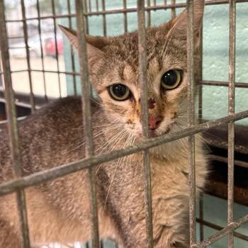 Domestic Medium Hair Cats Available for Adoption in Gadsden, Alabama - Gardenia | PetCurious