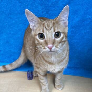 Rescue Tabby and Domestic Short Hair Cats for Adoption - Nate And Nick (Brothers) | PetCurious