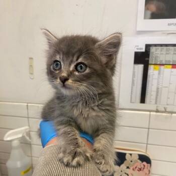 Rescue Domestic Short Hair Cats for Adoption in Los Angeles, California - Tia | PetCurious