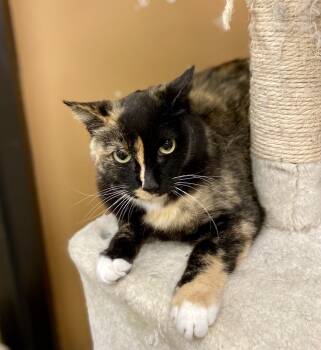Rescue Domestic Long Hair Cats for Adoption in Greenville, South Carolina - Annabelle - AH | PetCurious