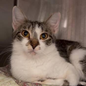 Dollywood -  Domestic Short Hair Cat for Adoption in Evanston, Illinois - Dollywood | PetCurious